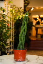 Load image into Gallery viewer, Sansevieria Cylindrica Braided Dragon Finger
