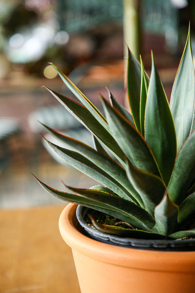 Agave Care
