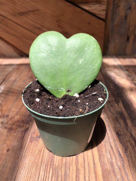 Hoya Kerrii [Sweetheart Plant]