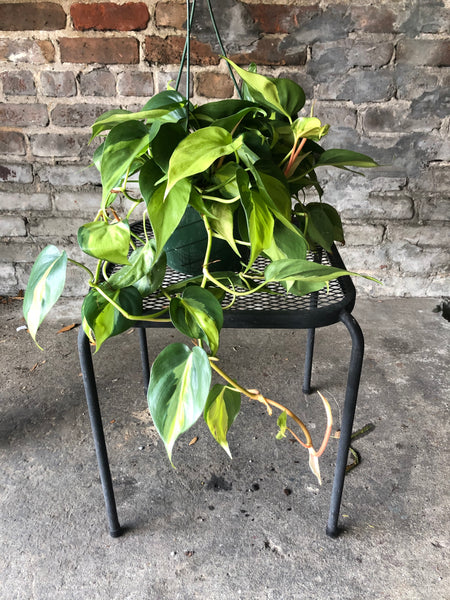 Philodendron Brasil Care