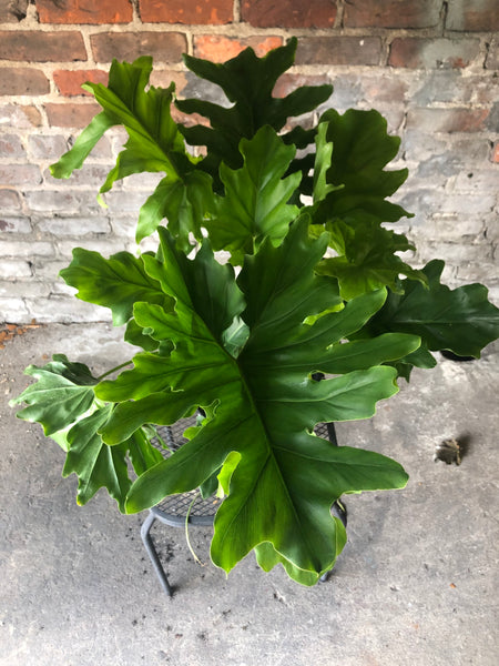 Philodendron Hope Care