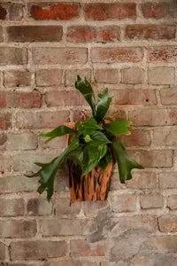 FAIT Staghorn Mounted Design