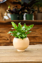 Load image into Gallery viewer, Self-Watering Planter: Sutton
