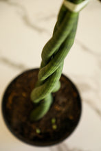 Load image into Gallery viewer, Sansevieria Cylindrica Braided Dragon Finger
