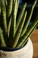 Load image into Gallery viewer, Sansevieria Starfish
