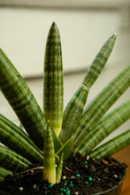 Load image into Gallery viewer, Sansevieria Starfish
