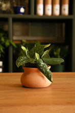 Load image into Gallery viewer, Scindapsus Pictus Exotica (Silver Pothos)
