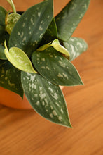 Load image into Gallery viewer, Scindapsus Pictus Exotica (Silver Pothos)
